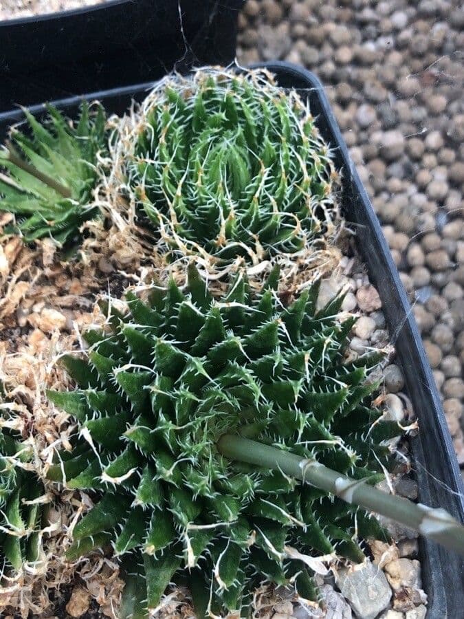 Haworthia 6