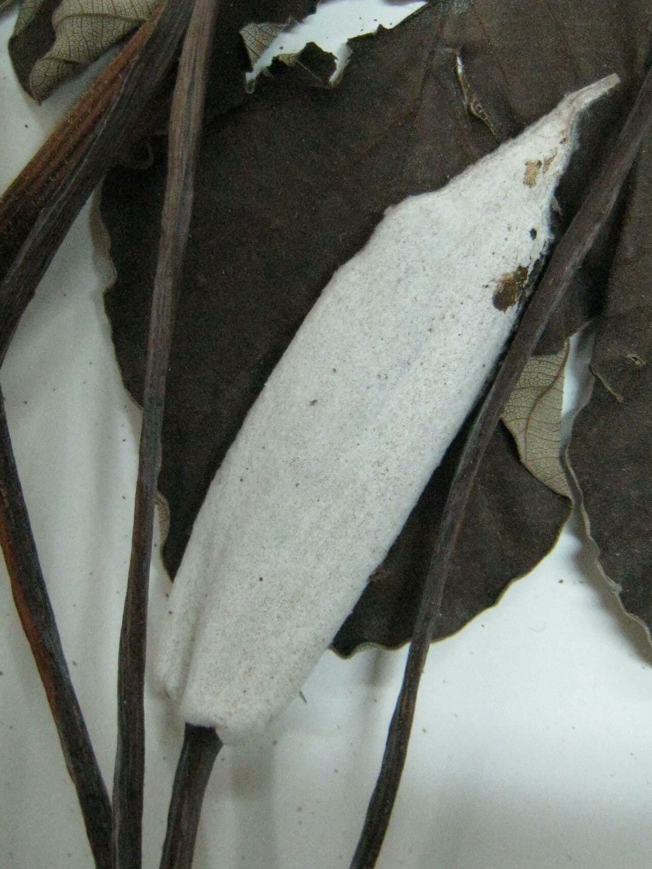 Albero serpente 13