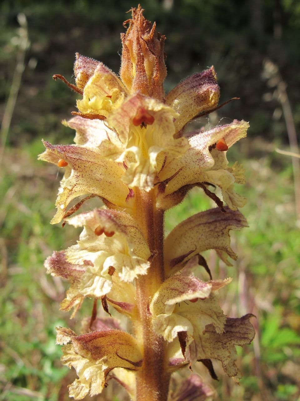 Orobanche 4