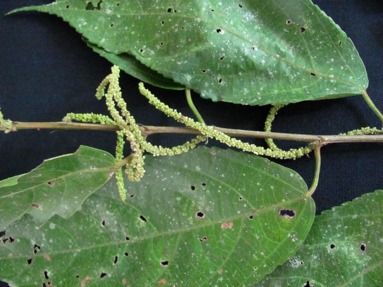 Acalypha diversifolia 9