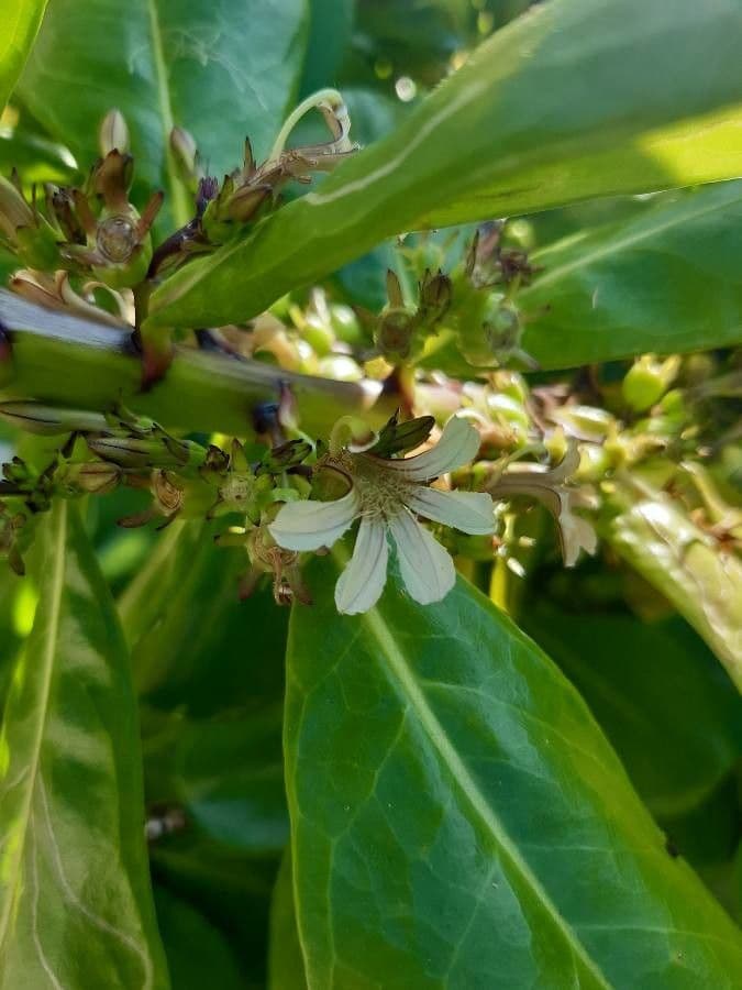 Scaevola taccada 10