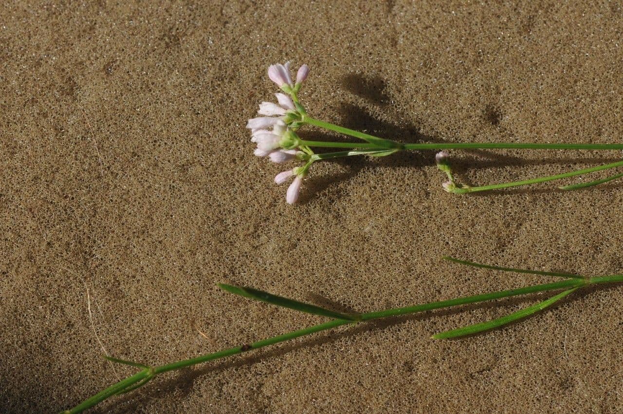 Asprella tintoria 3