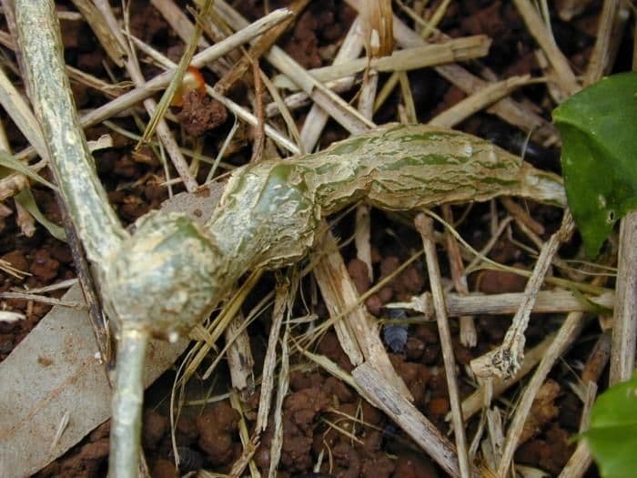 Melón escarlata 25