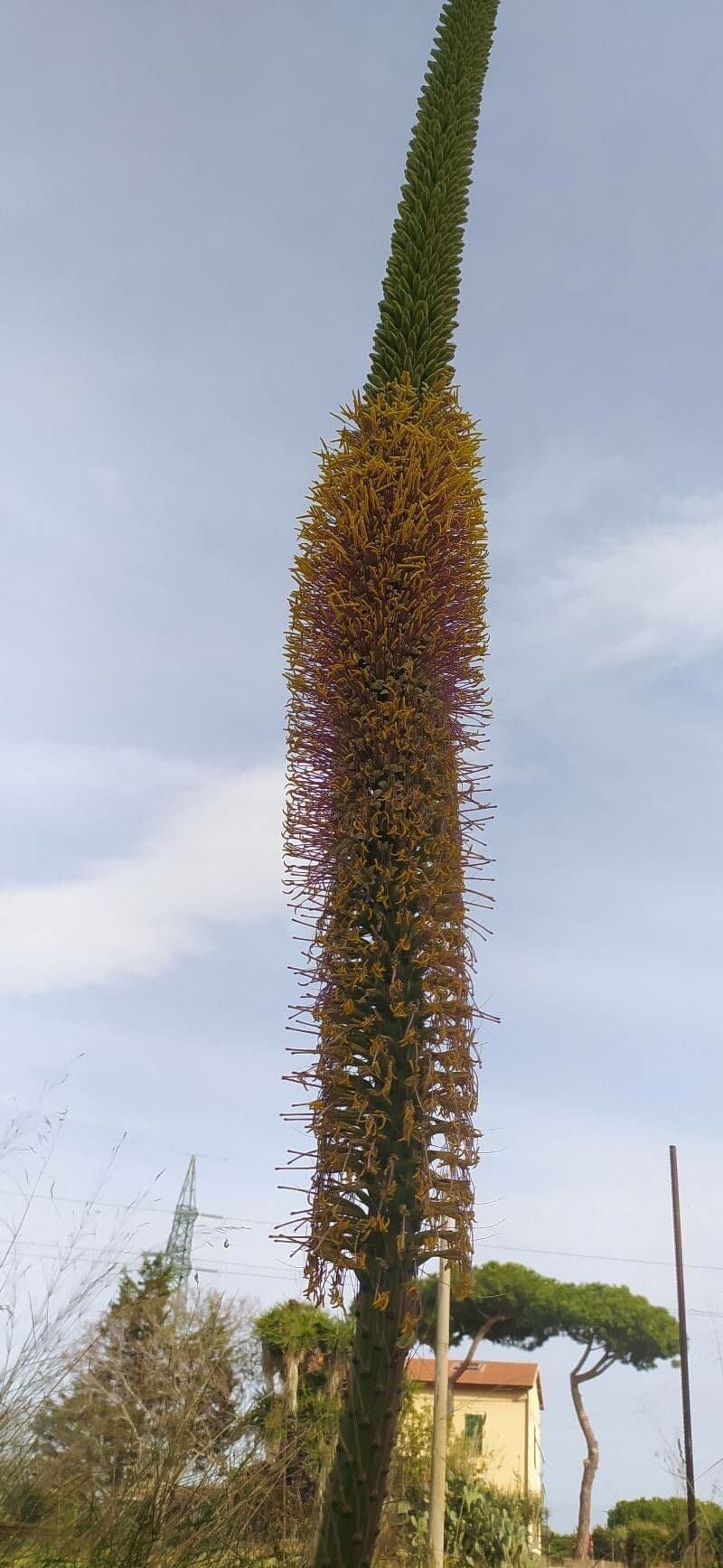 Agave filifera 2