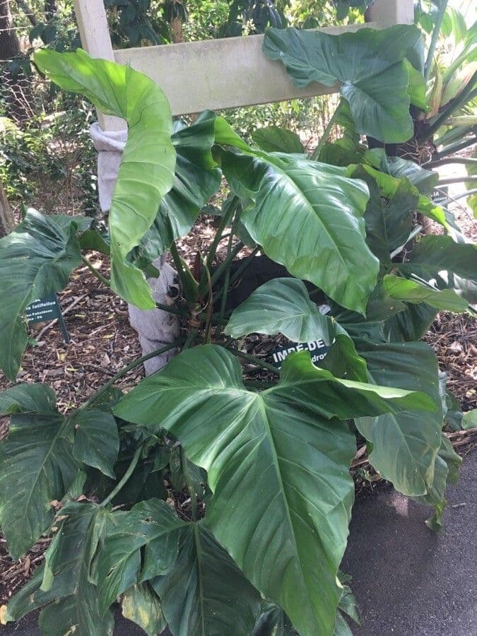 Barrosos Philodendron 3
