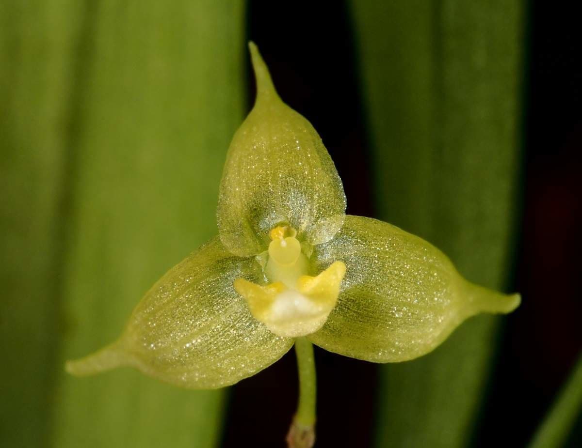 Bulbophyllum 4