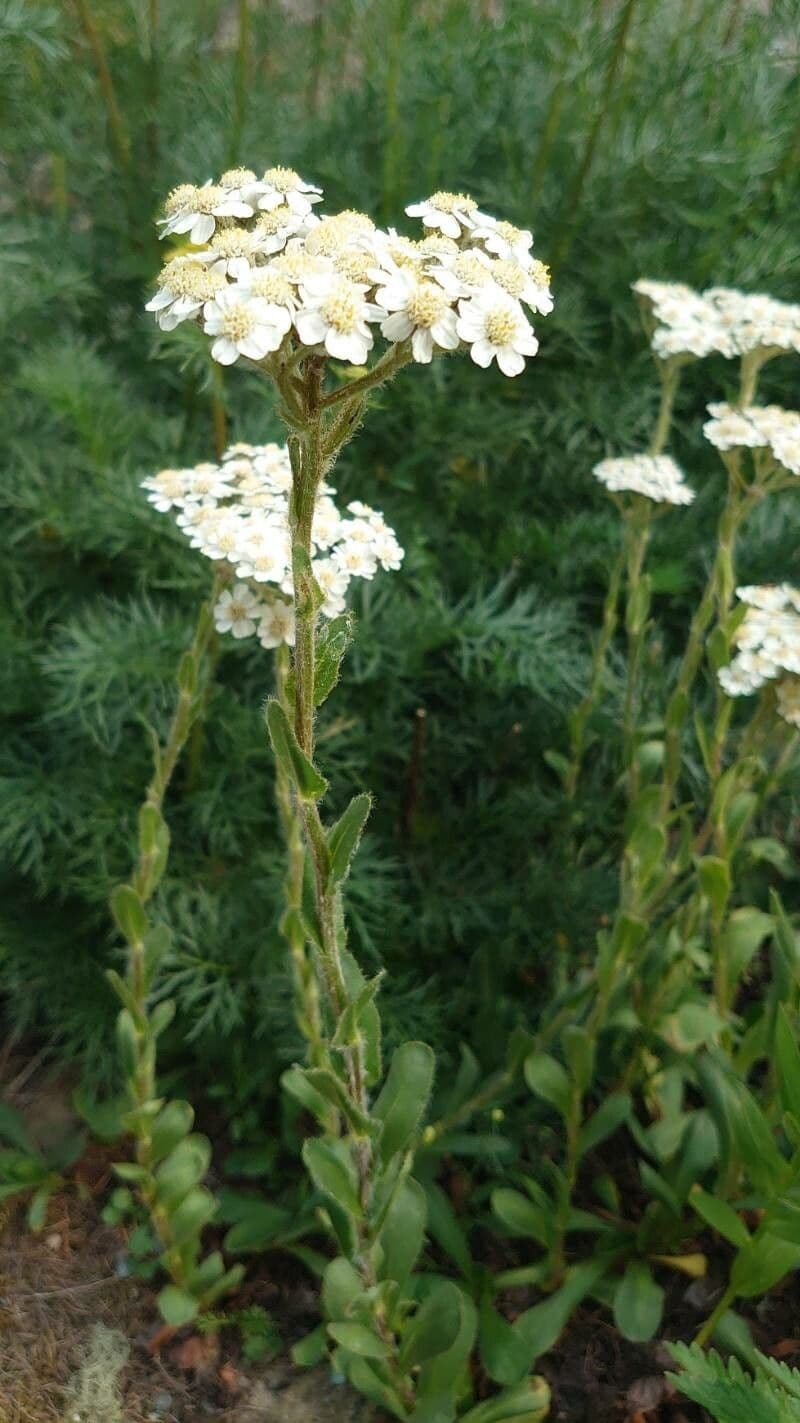 Schmales Schafgarbe 4