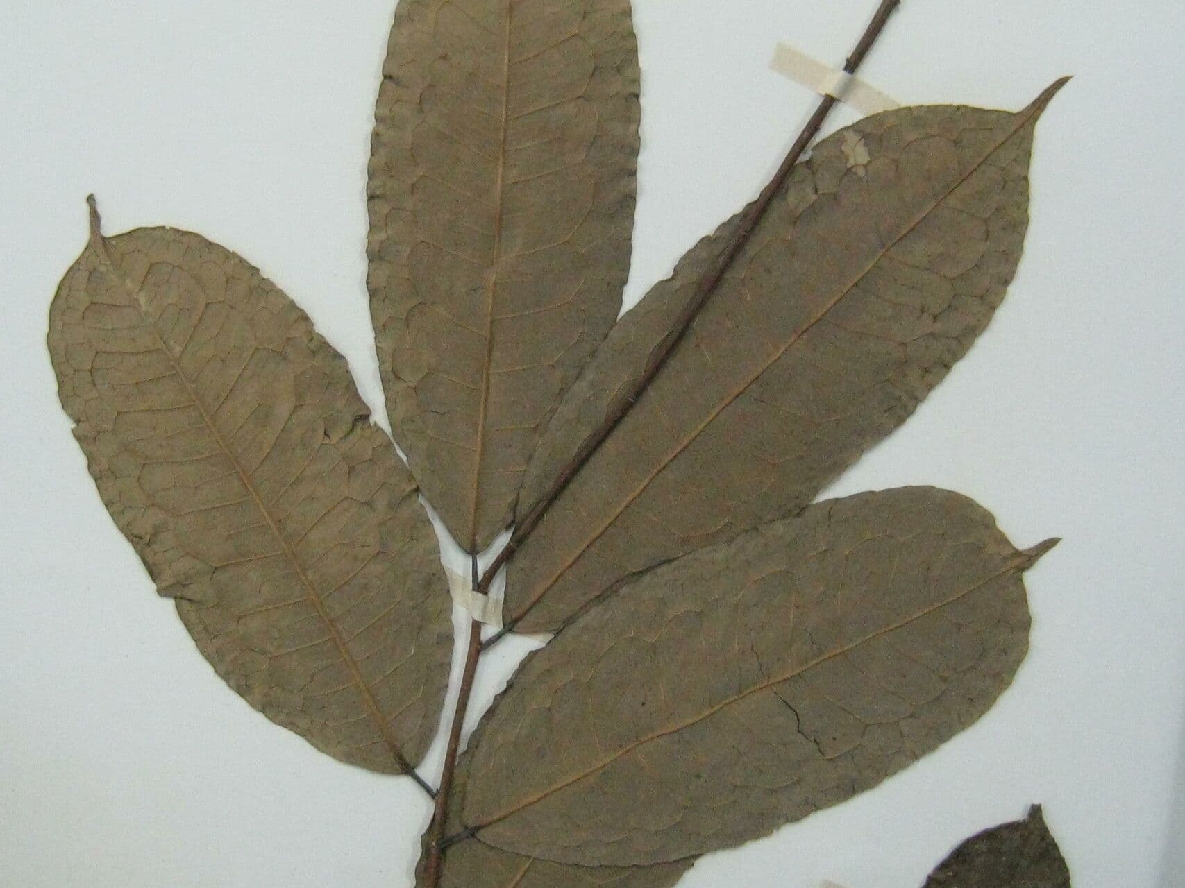 Mabea speciosa 2
