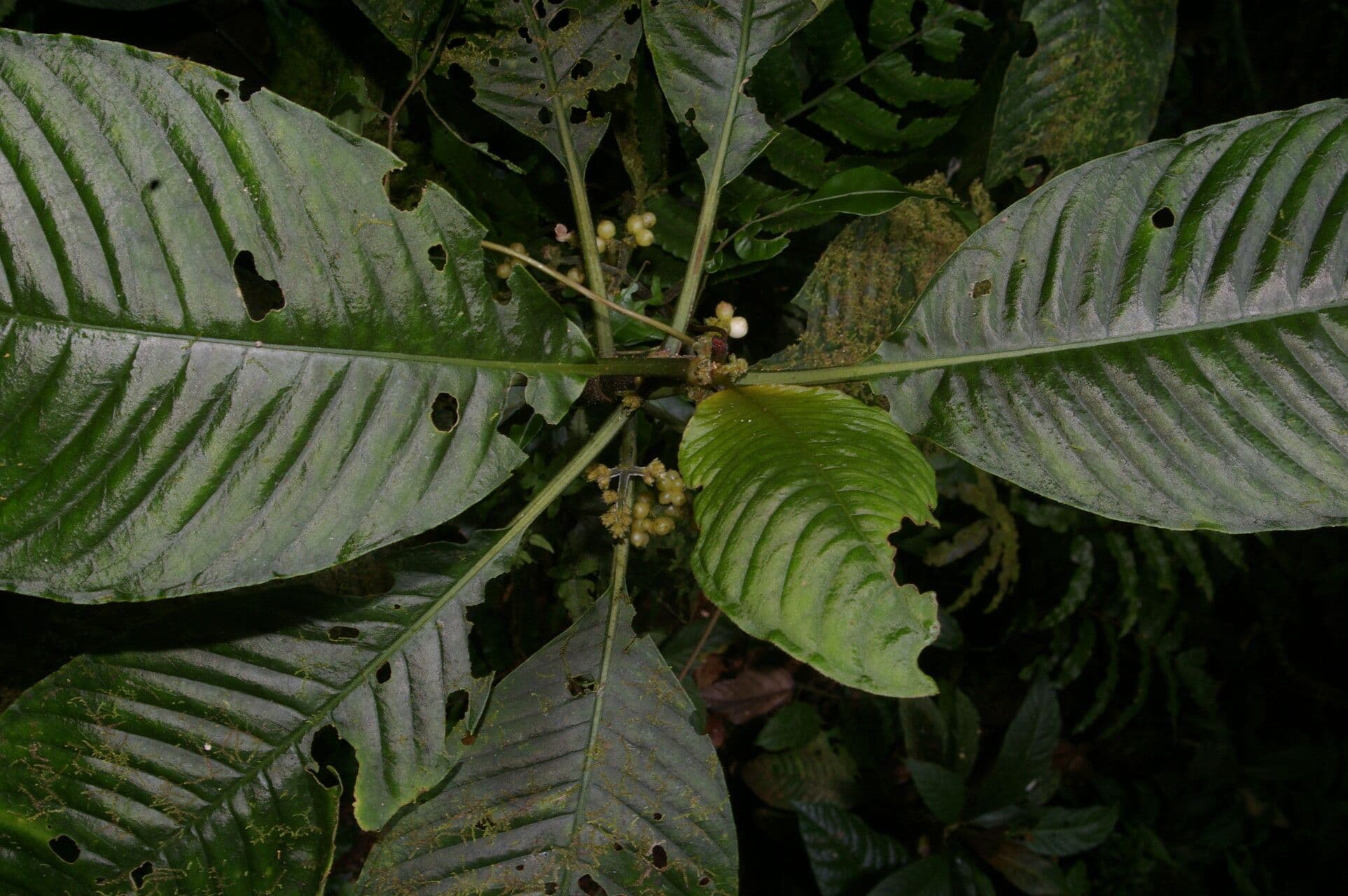 Notopleura 2