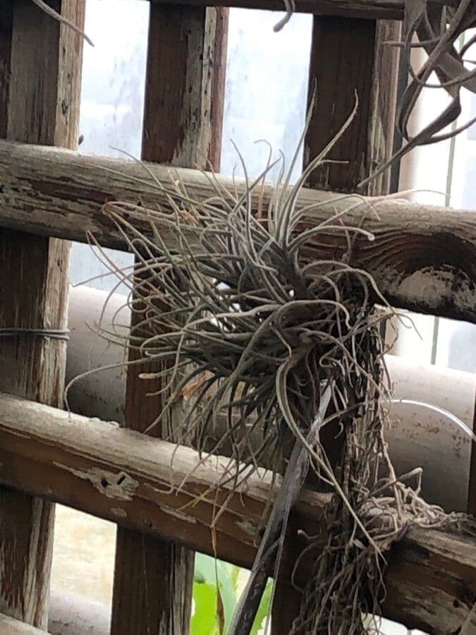Tillandsia