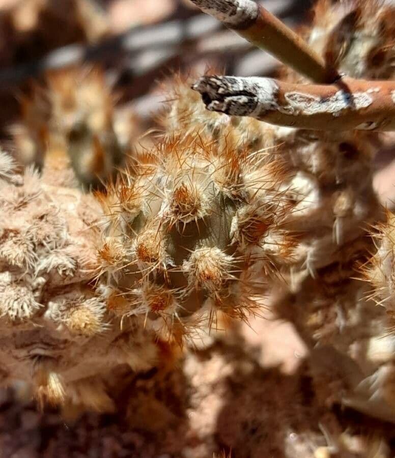 Tephrocactus 4