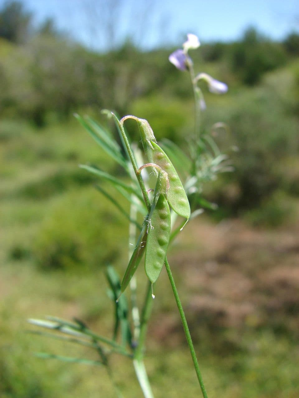 Vesce à petites fleurs