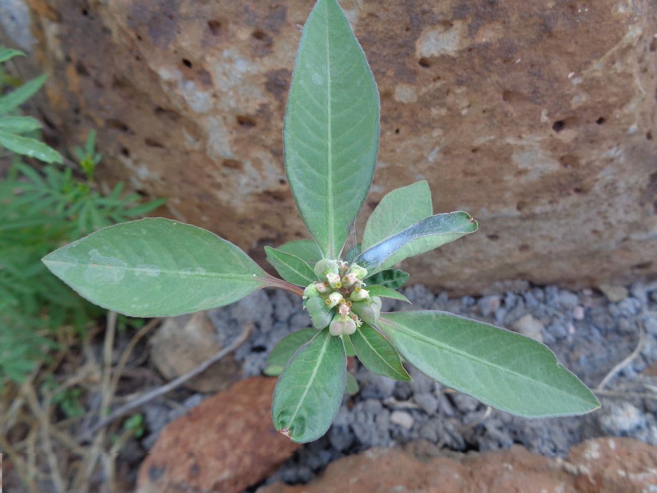 Lechero 29