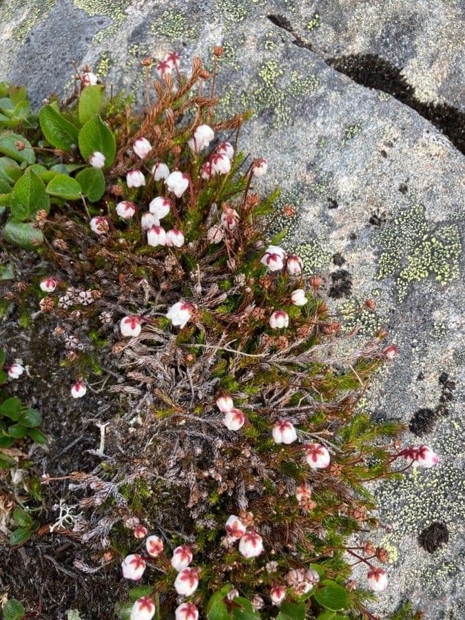 Harrimanella hypnoides 3