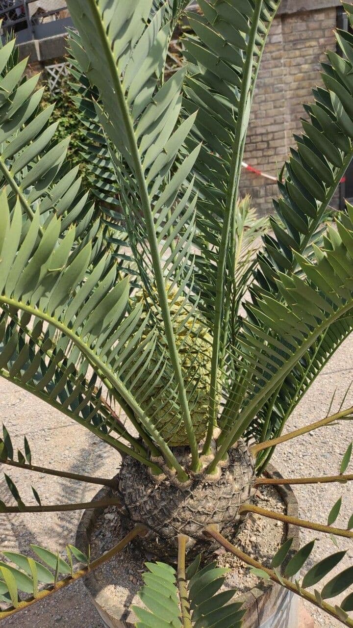 Cycad 5