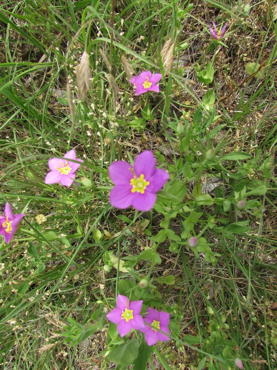 Sabatia 9