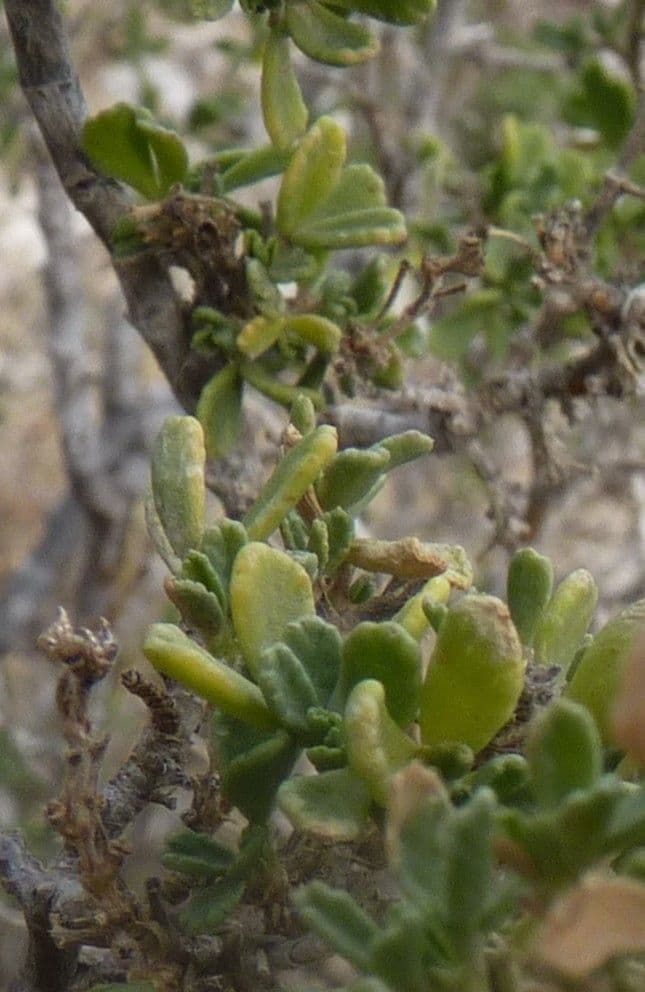 Ononide tridentata 27