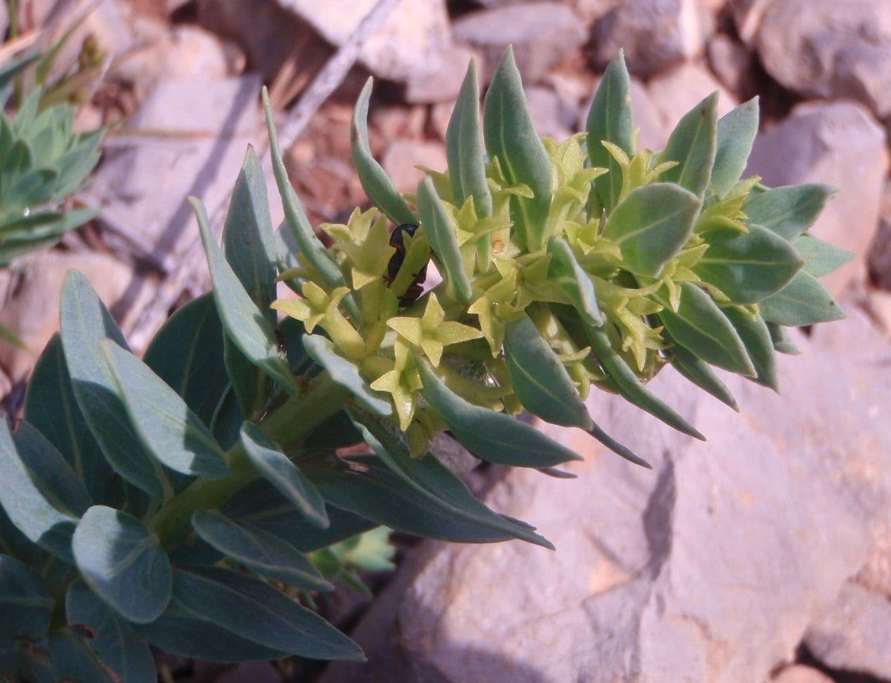 Thymelaea sanamunda 18