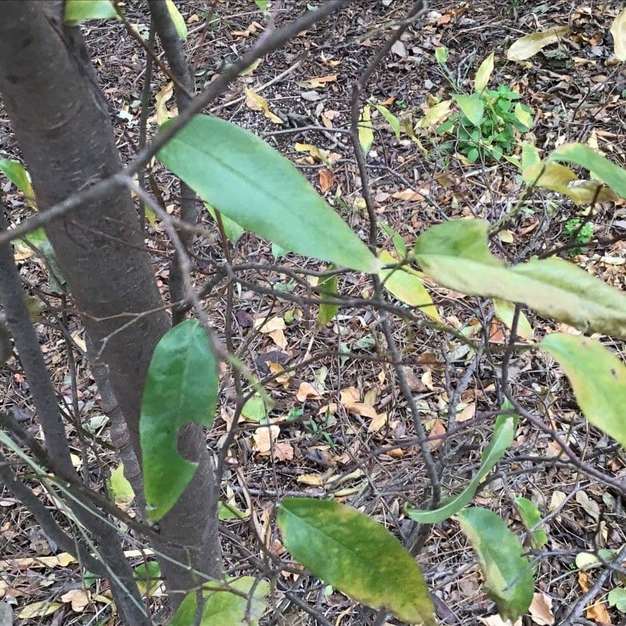 Ruprechtia 2