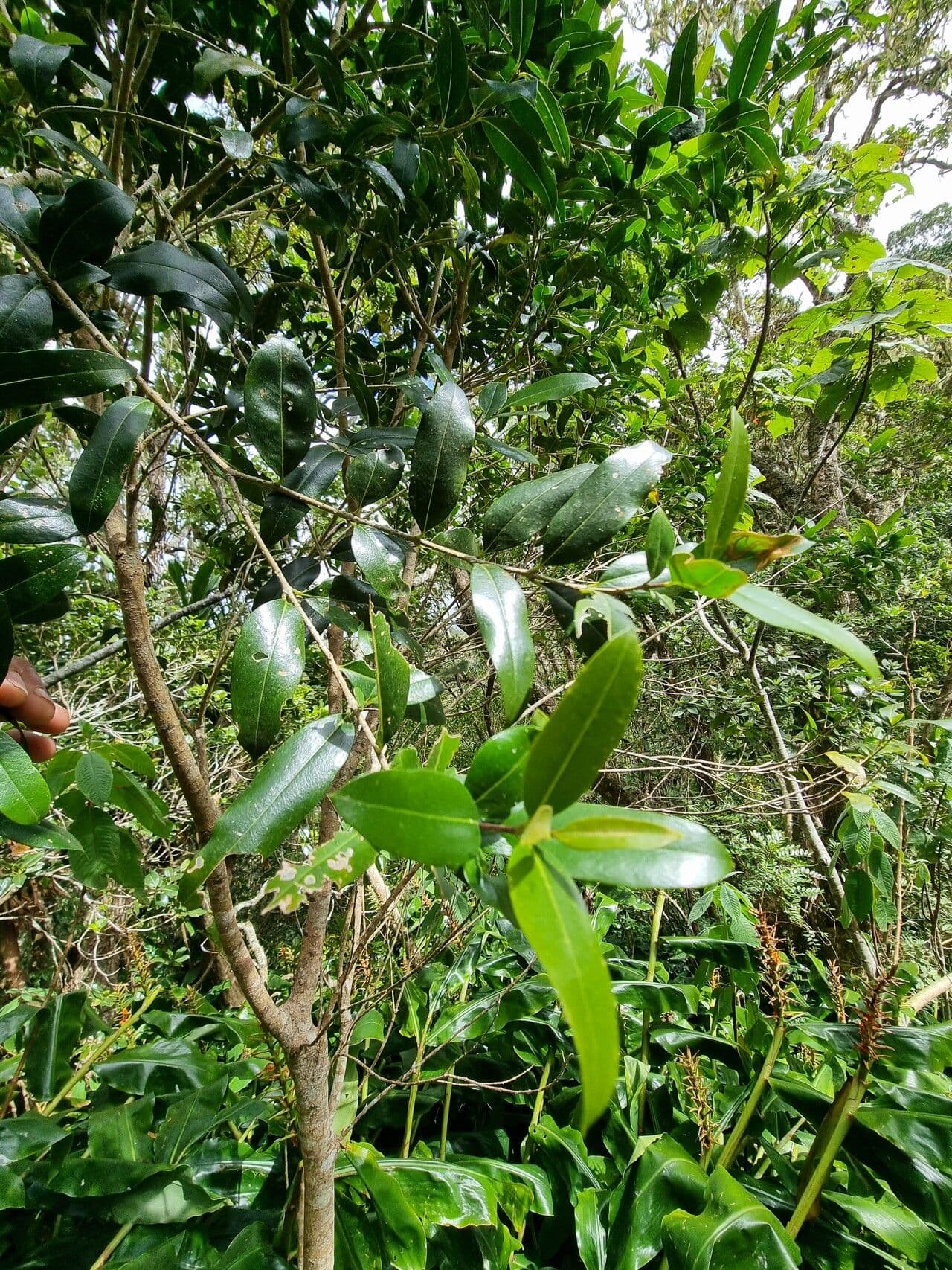 Schmalblättrige Olive 13