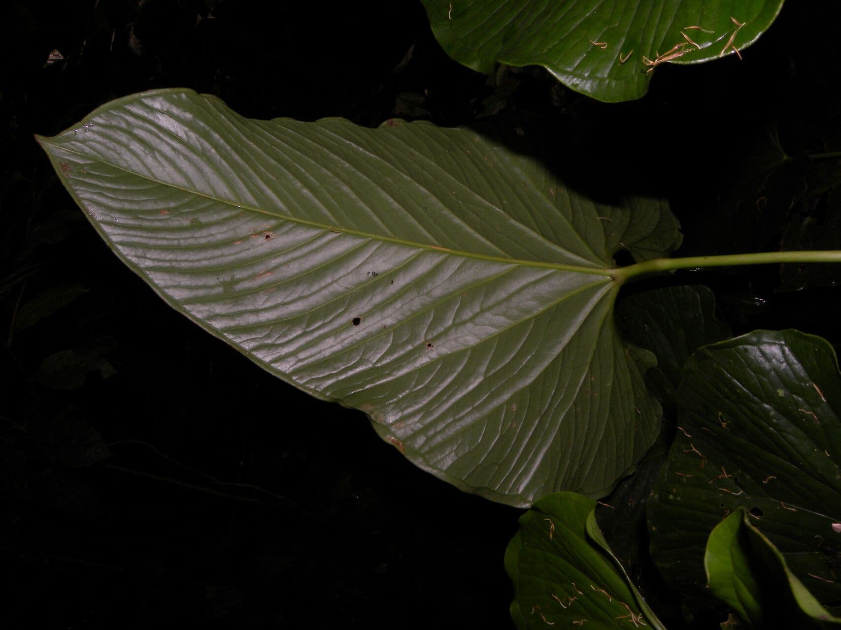 Anthurium 7