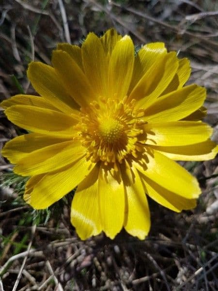 Adonide primaverile 8