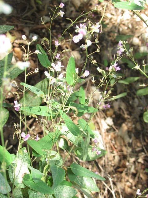 Desmodium