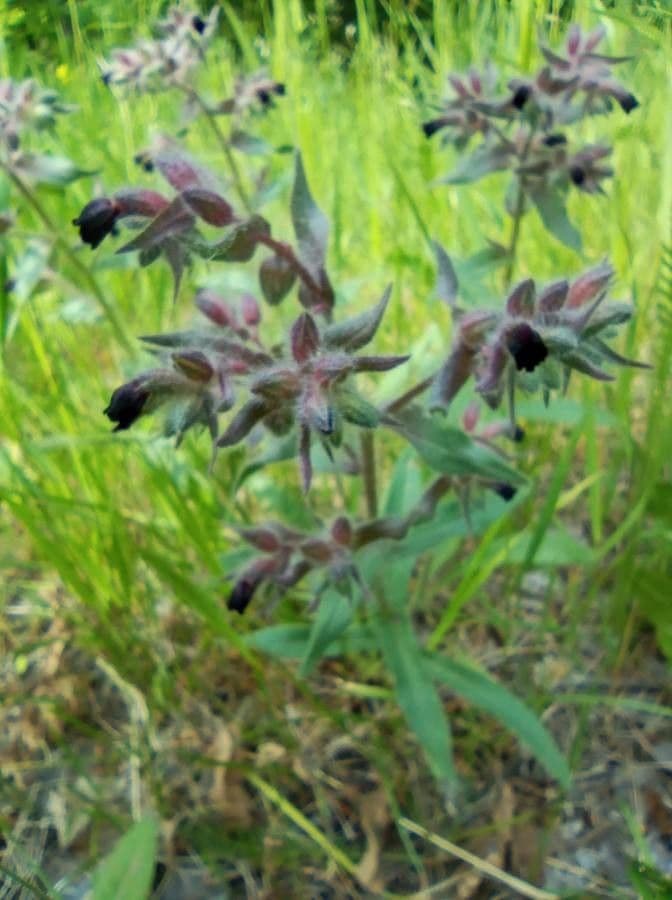 Nonea 2