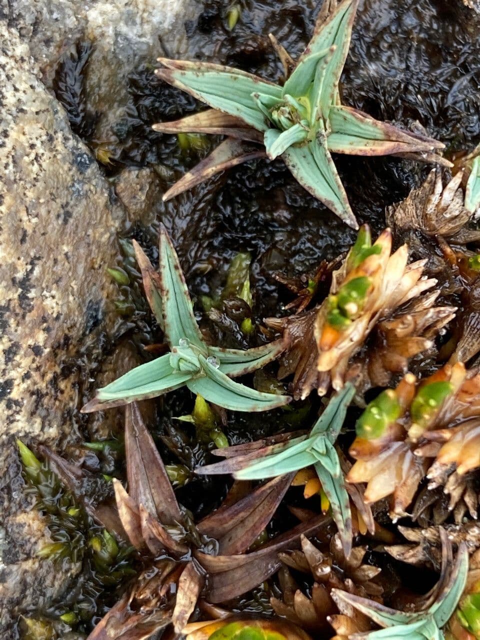 Phylloscirpus 5