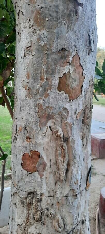 Terminalia arjuna 20