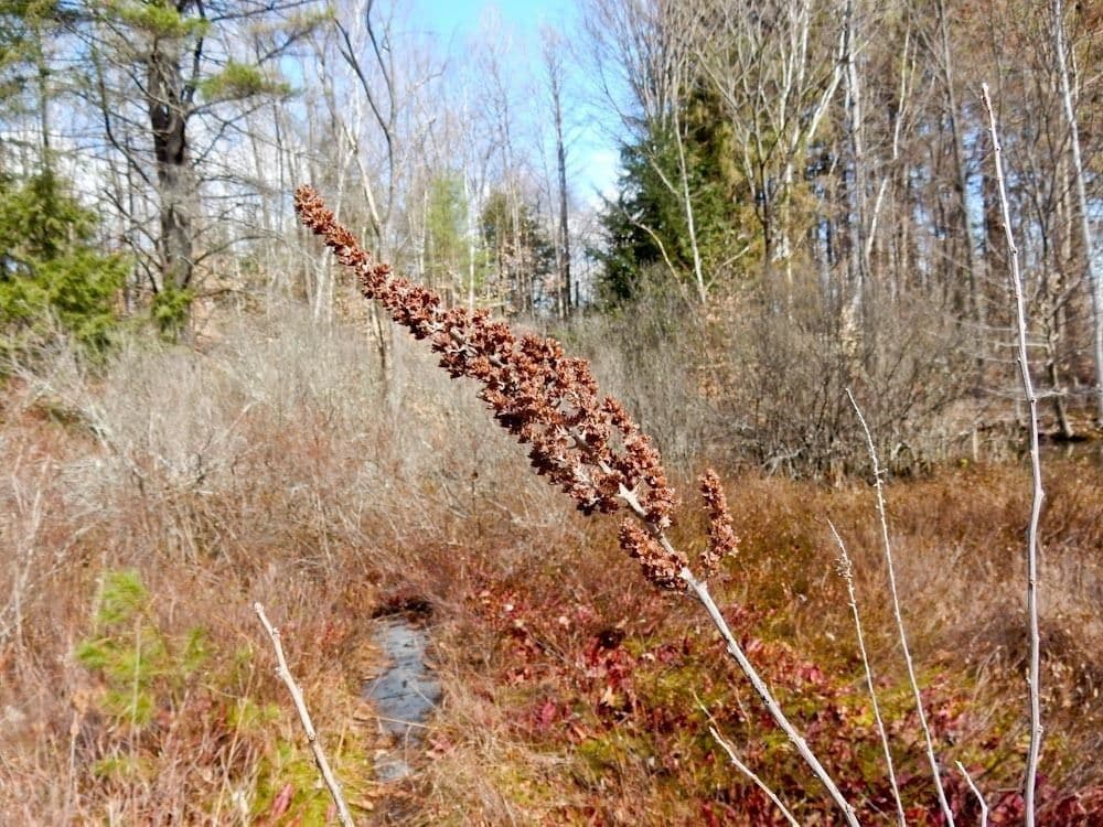 Brestovec kalinolistý 5