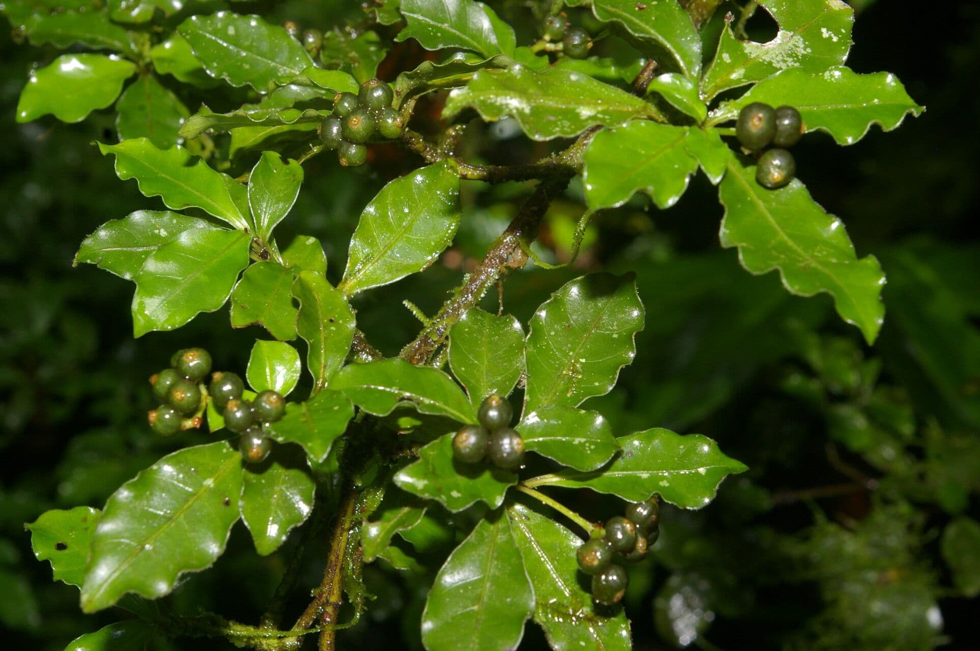 Psicotria del Chagres