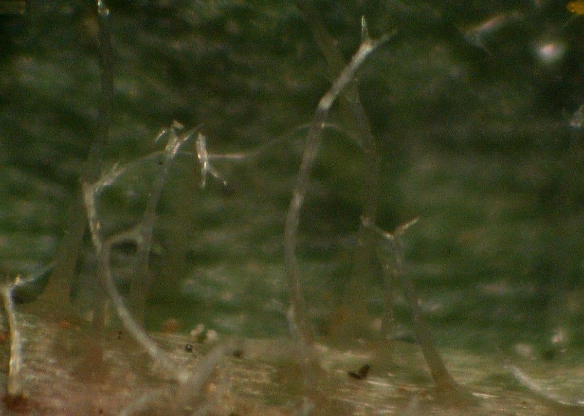Steifhaariger Löwenzahn 22