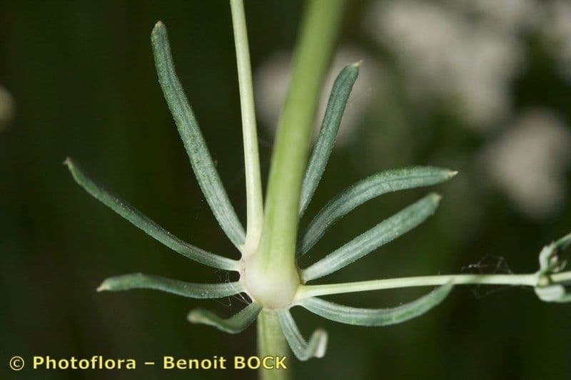 Rubia glauca 21