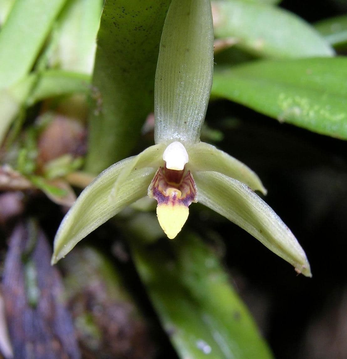 Maxillaria 2