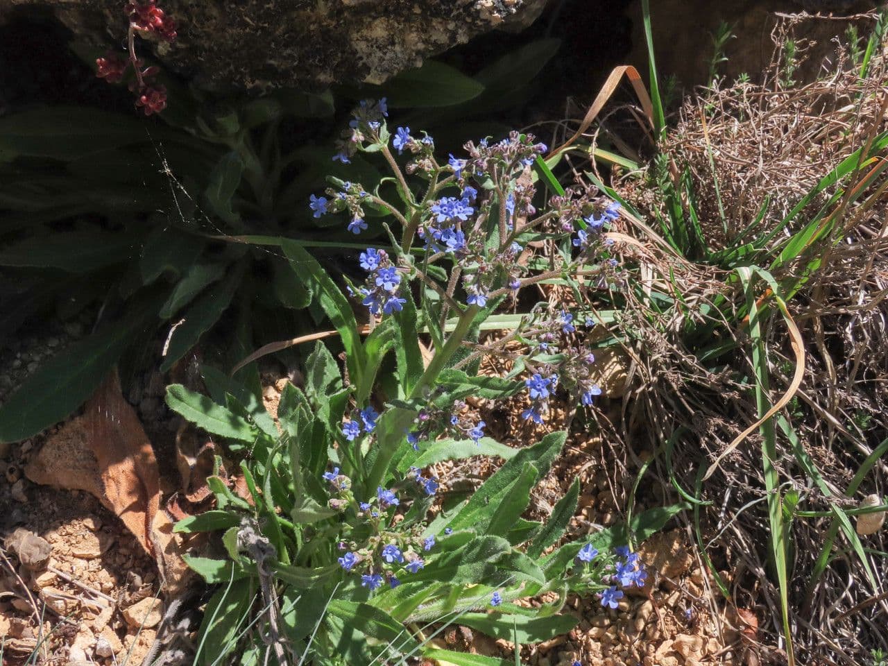 Cynoglottis barrelieri 7