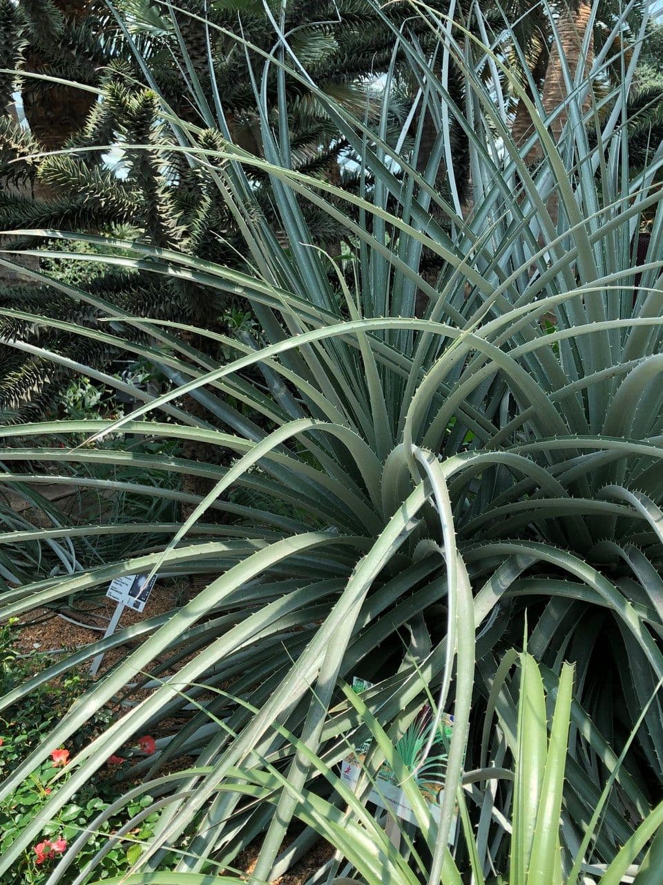 Puya 7