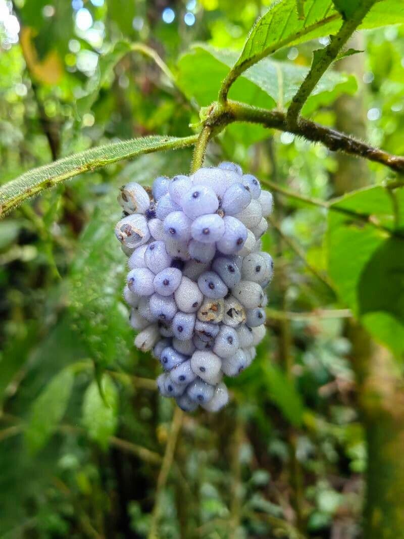 Psychotria 4