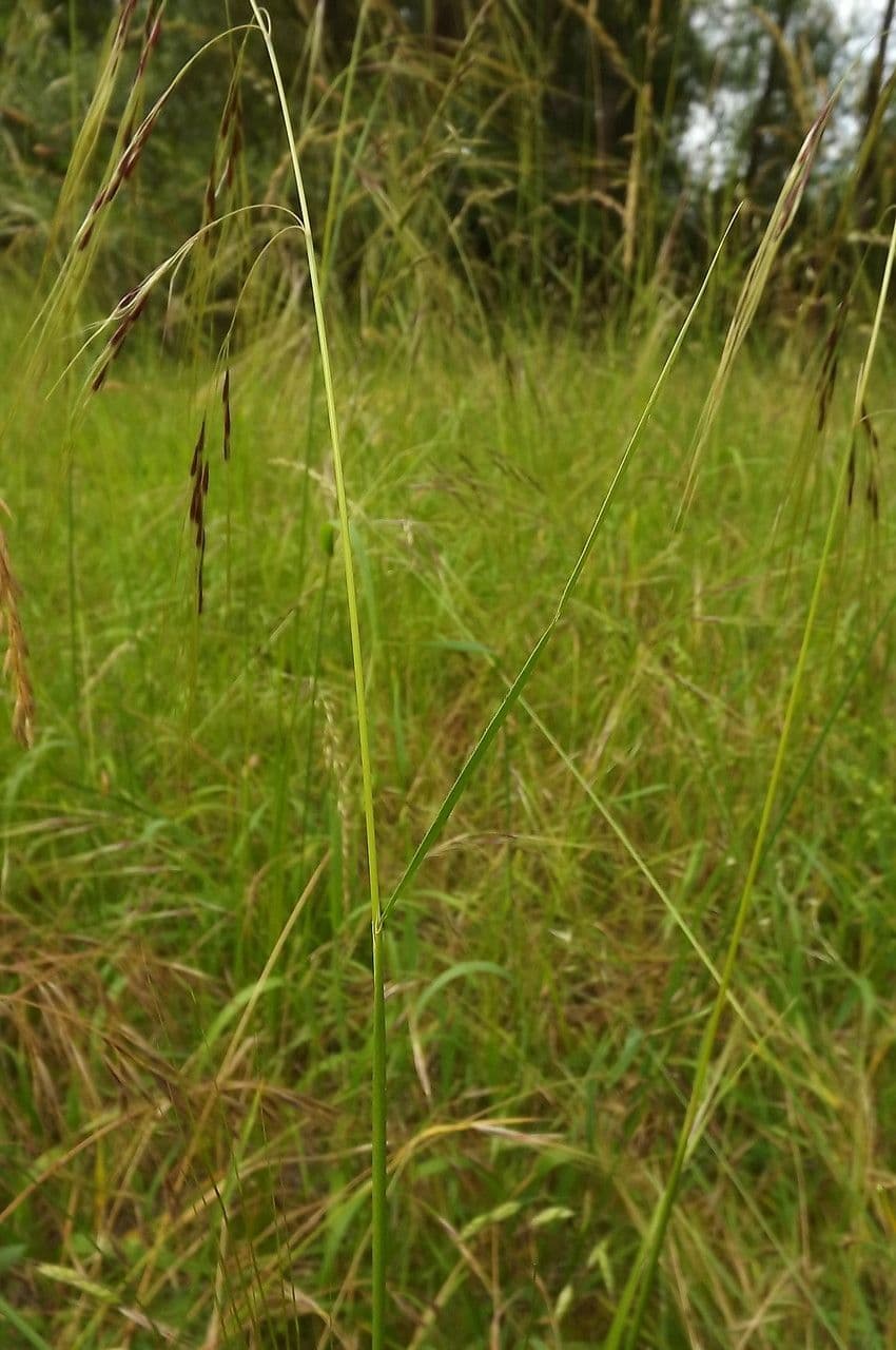 Nassella di Nees 15