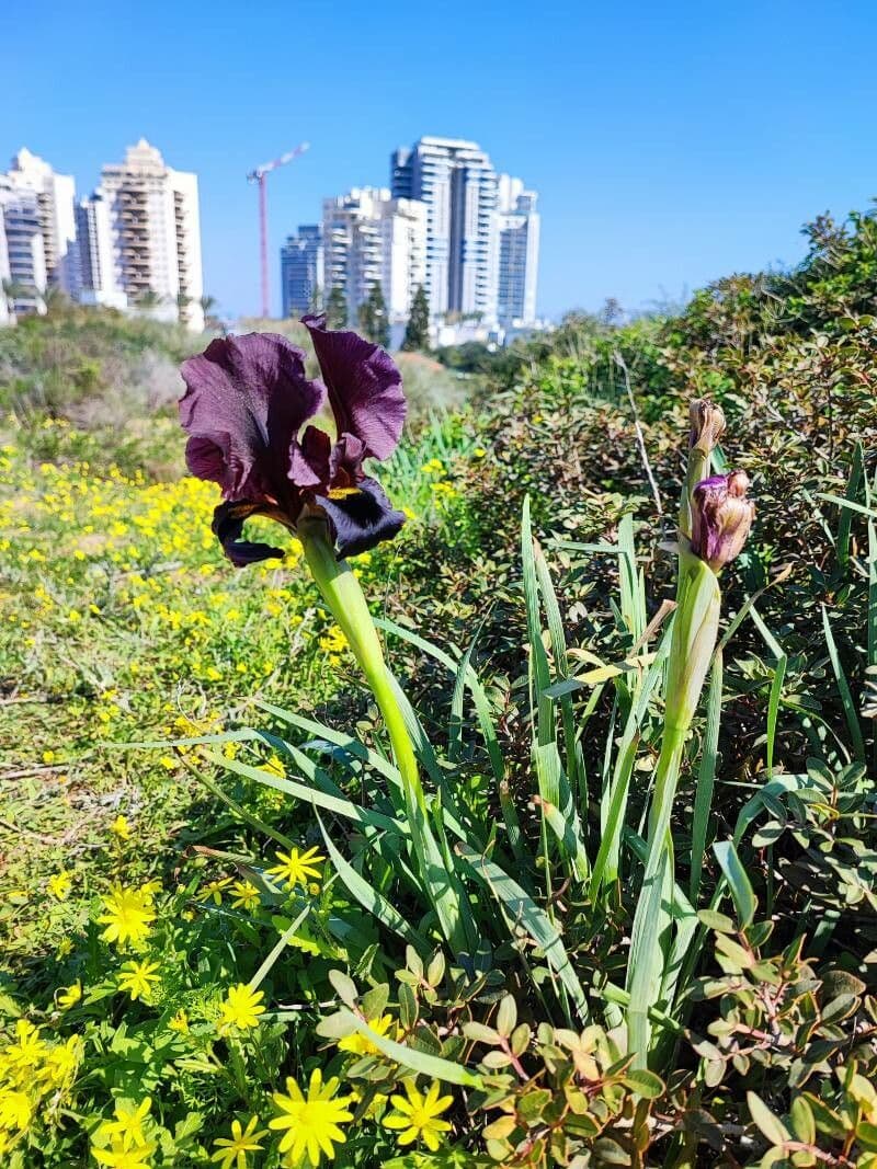 Iris 4