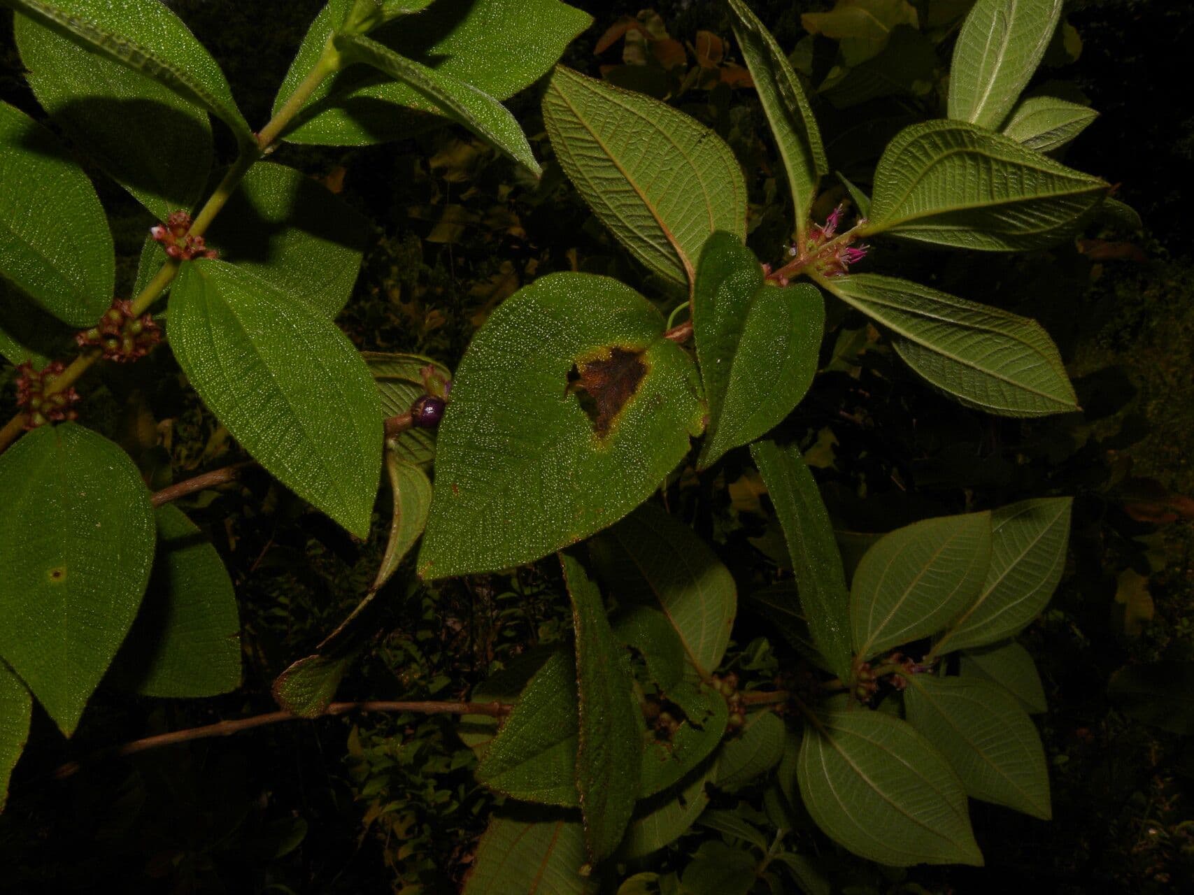 Miconia sericea 6