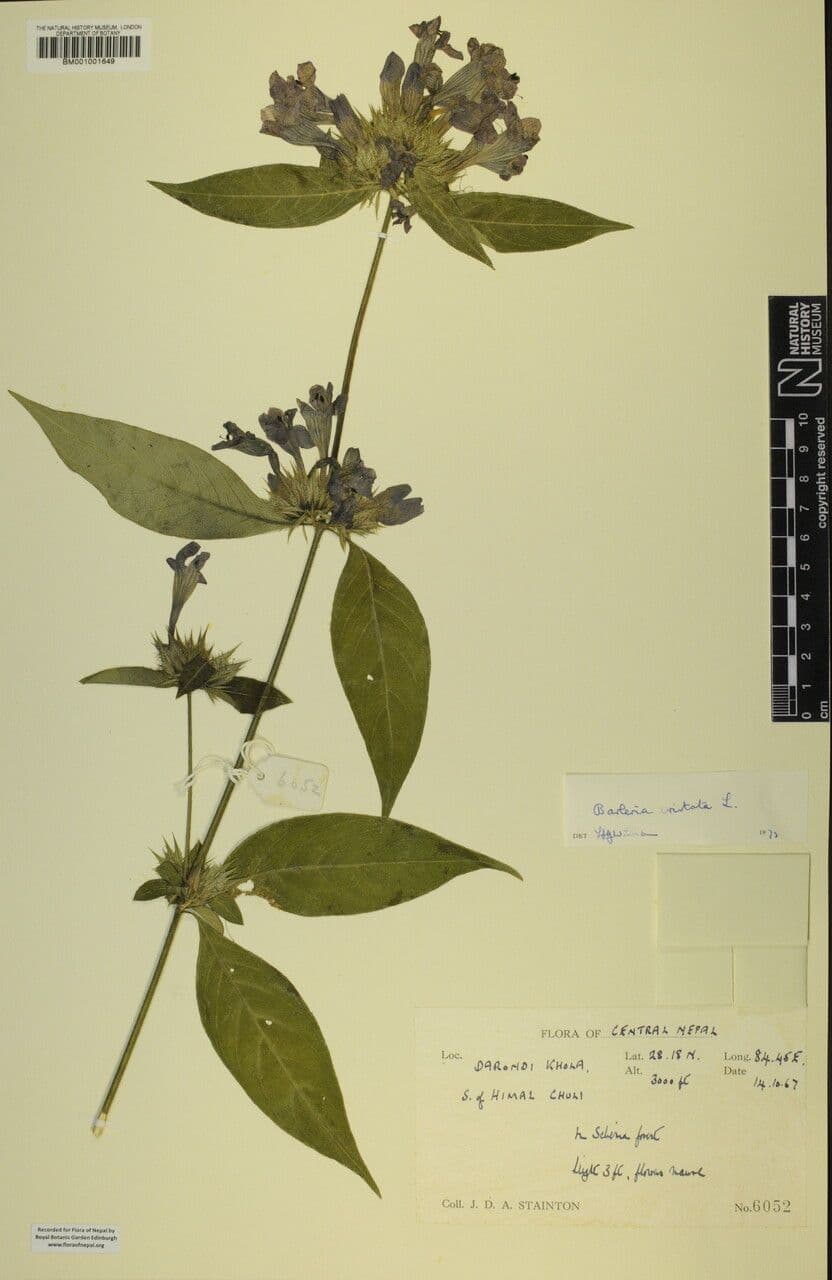 Bürstenblume 25
