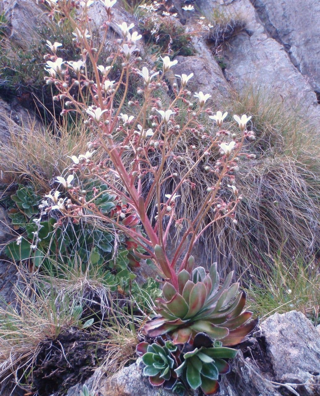 Sassifraga cotiledone 8