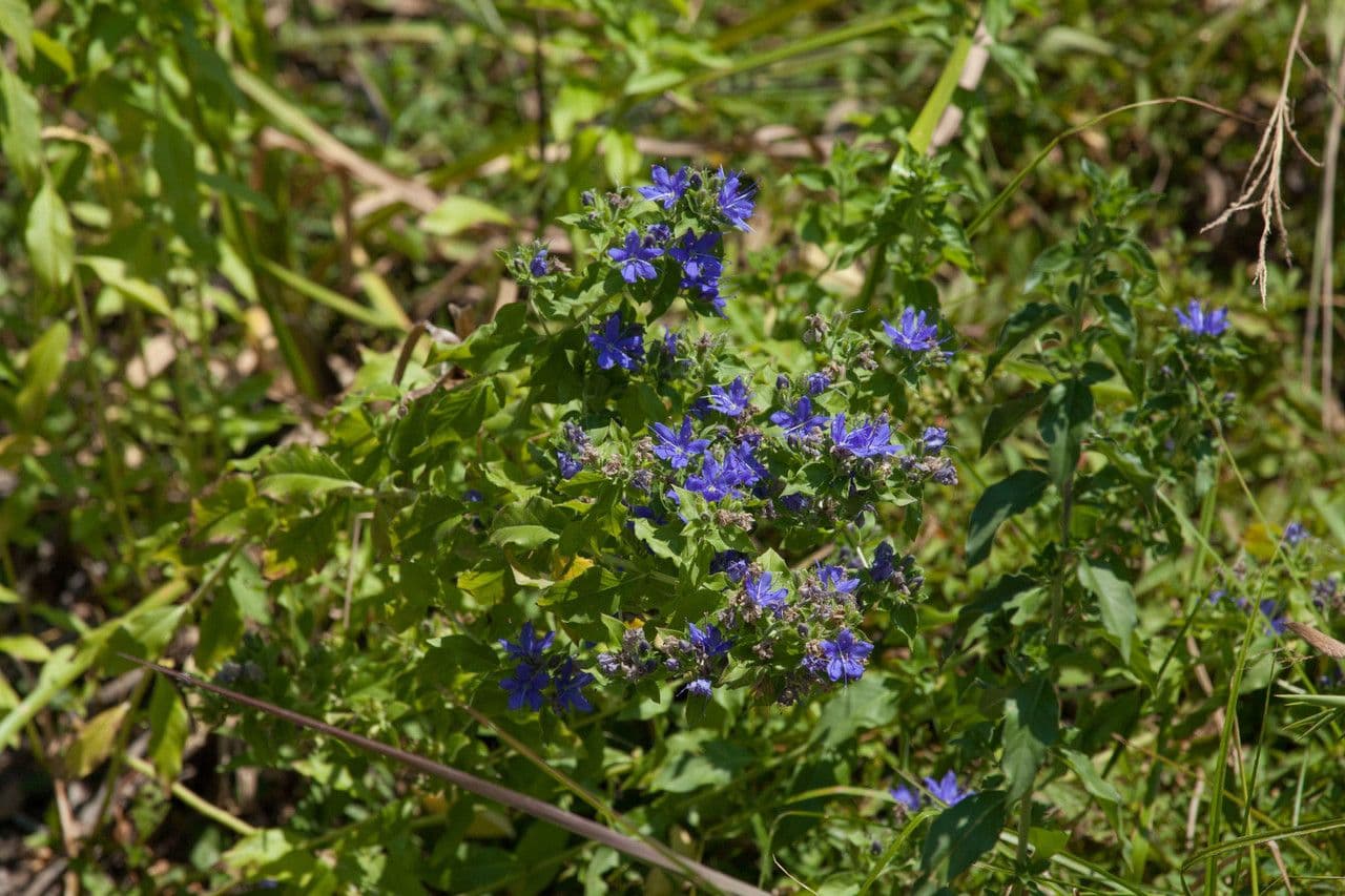 Hydrolea 6