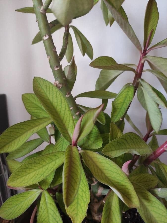 Himatanthus 10