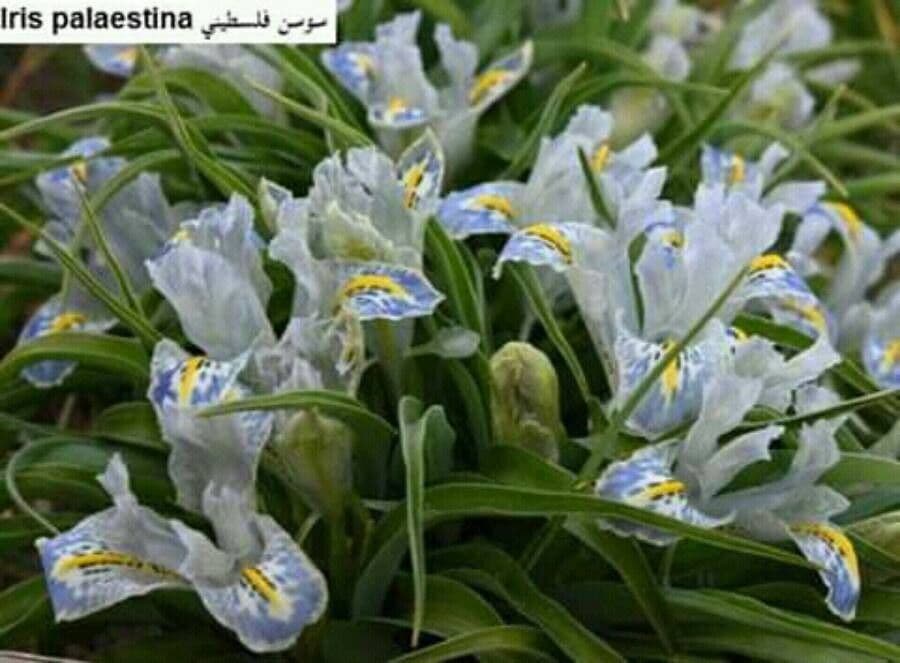 Iris 3