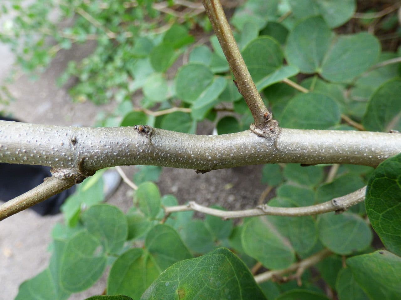 Bauhinia galpinii 23
