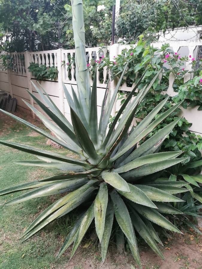 Sisal 30