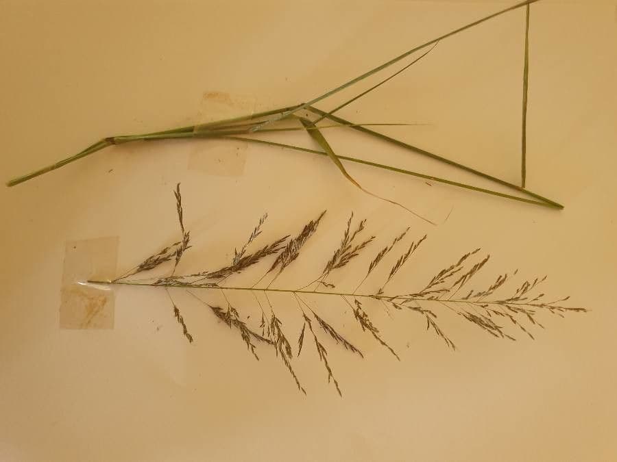 Eragrostide