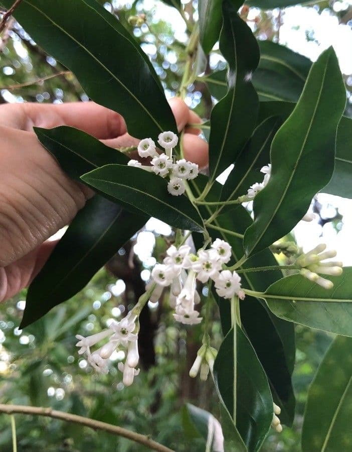 Cestrum diurnum 4